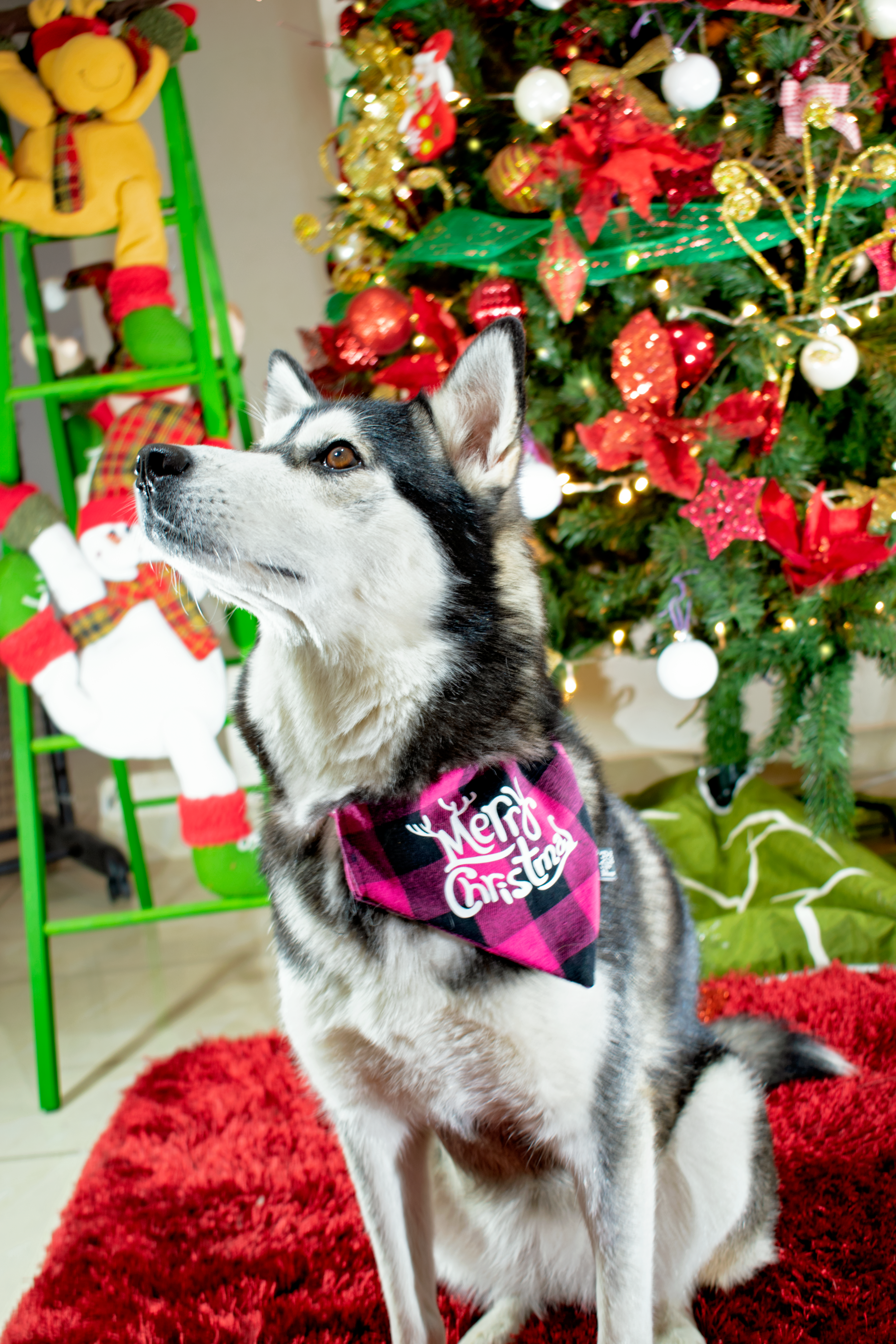 Fiby Dog Navidad